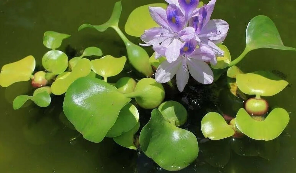 Water - Plant Floating Hyancinth Garden 5 Water Pond