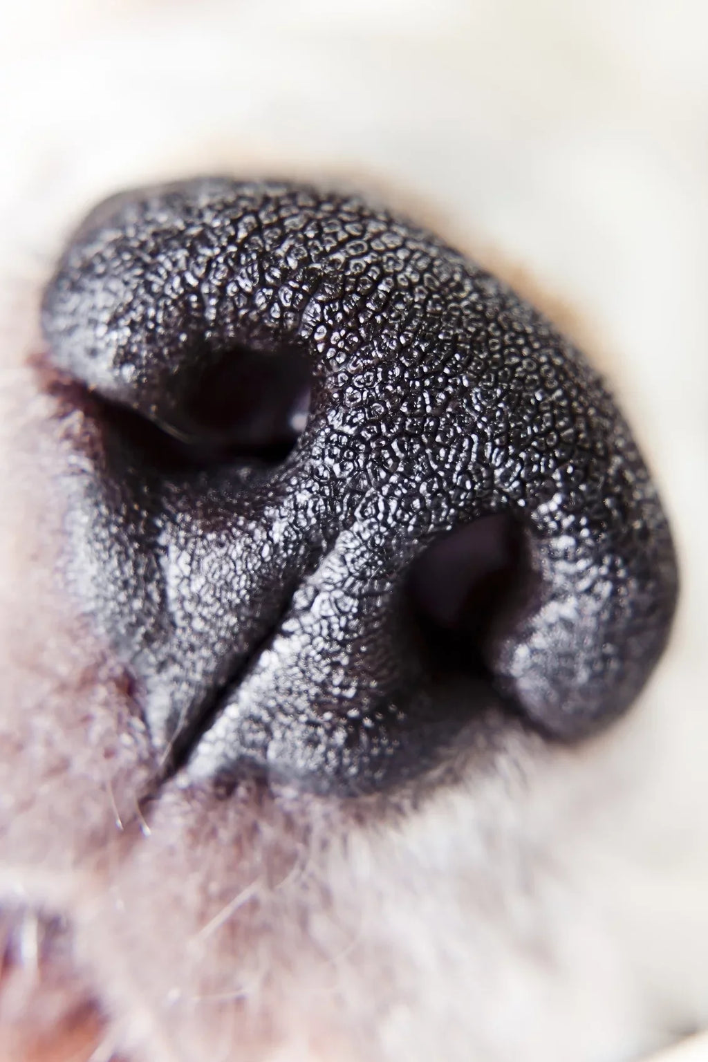 f/2.8 Close-Up Pentax-D Definition Macro FA Element 2 High Lens (49mm) 10x (Macro) WR 100mm