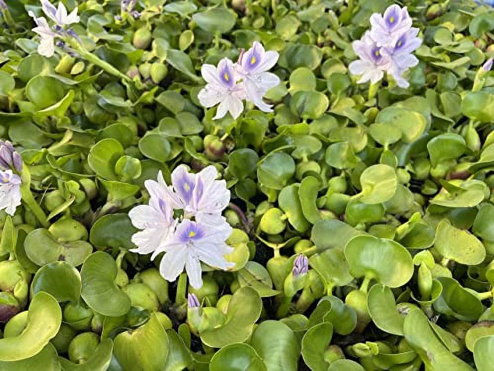 Water - Plant Floating Hyancinth Garden 5 Water Pond