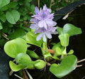 Water - Plant Floating Hyancinth Garden 5 Water Pond